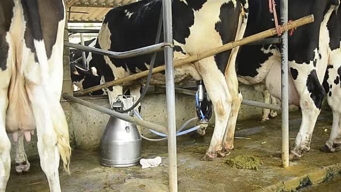 奶牛和机械化挤奶设备