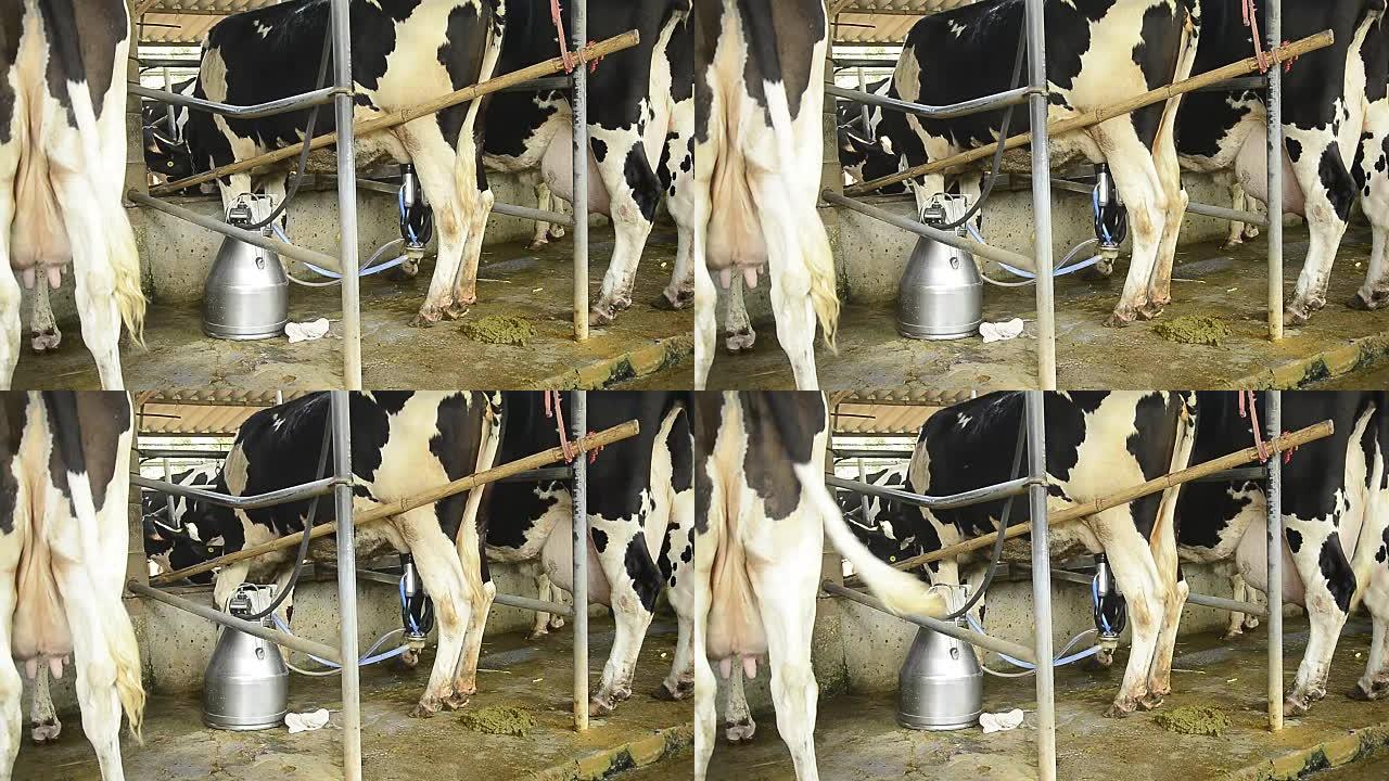 奶牛和机械化挤奶设备