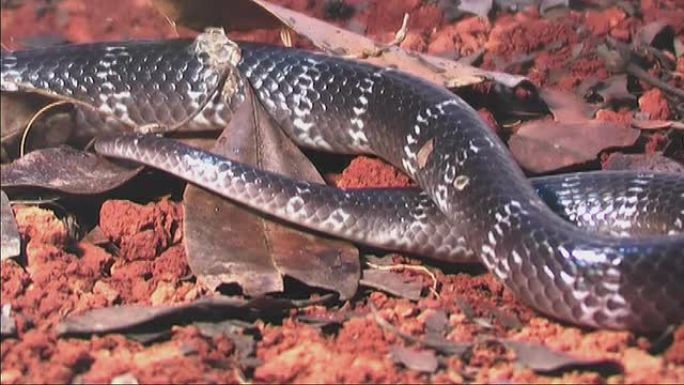 克莱特猎蛇吓人瘆人特写镜头生物多样性