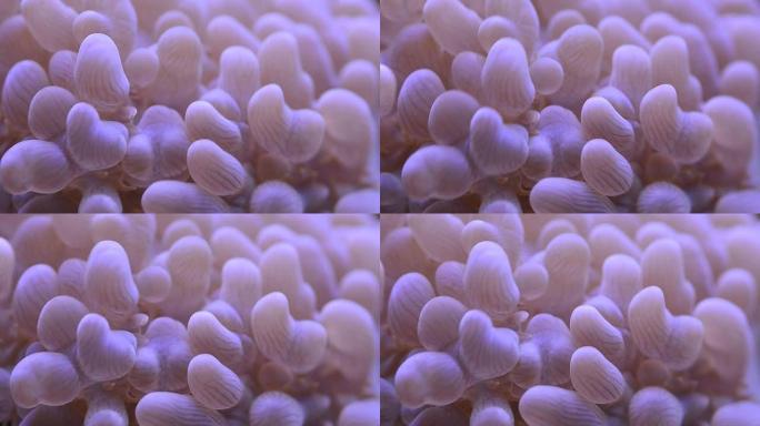 泡沫珊瑚（Plerogyra sinuosa）