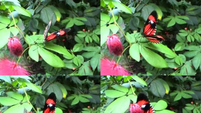 食蝶（Heliconius erato）