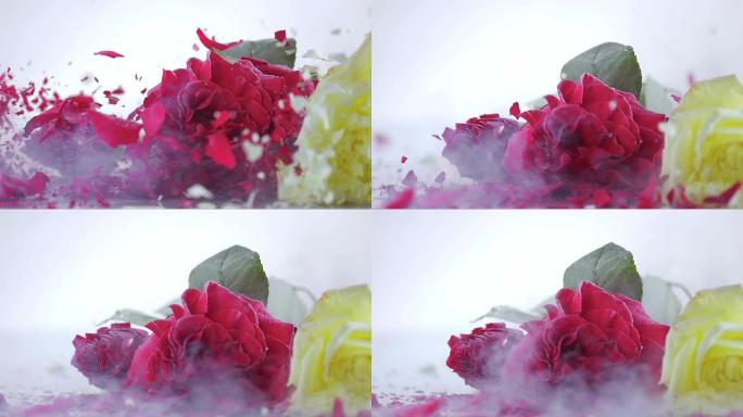 SLO MO三朵冷冻玫瑰在白色表面上破碎