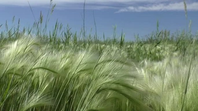 羽毛草地野生草地湿地公园