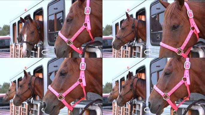 拖车里有三匹马