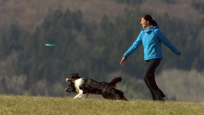 高清超级慢动作: 狗在塑料磁盘后奔跑