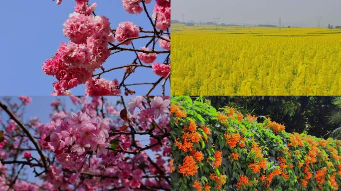 春天春季唯美花朵花海春游赏花