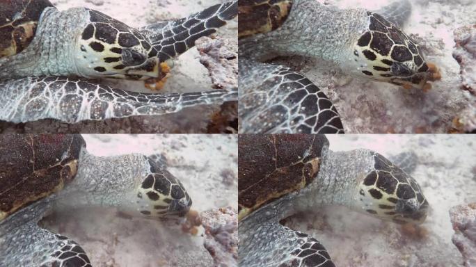 吃珊瑚的海龟，马来西亚西巴丹