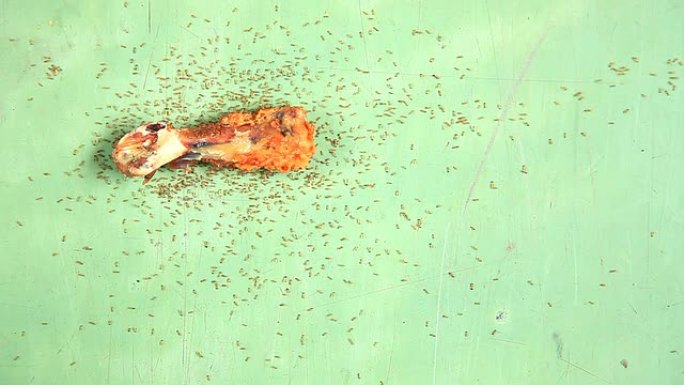 红蚂蚁合作并集体采集食物。