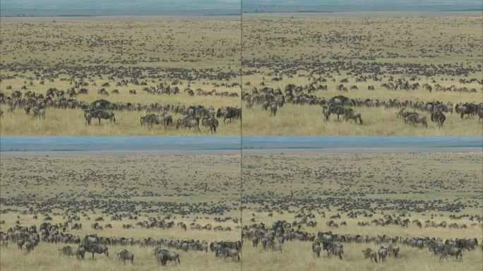 角马群居动物草原非洲上动物