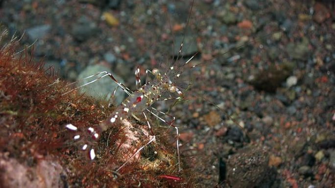 珊瑚上的透明虾透明虾海洋大海野生动物