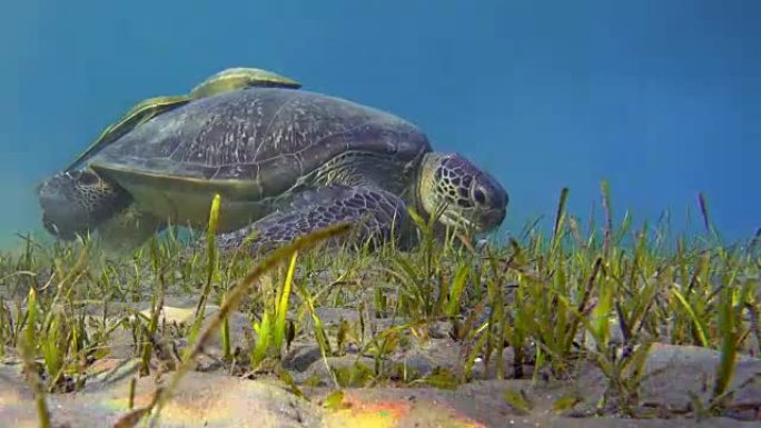在海草床上放牧的绿海龟/红海