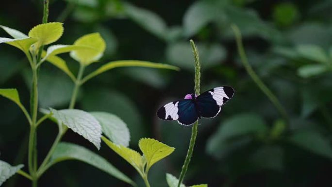 蝴蝶爱上了花蝴蝶爱上了花