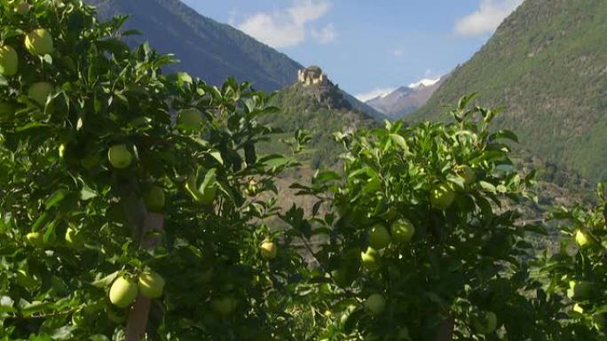 中世纪城堡前的苹果种植园倾斜