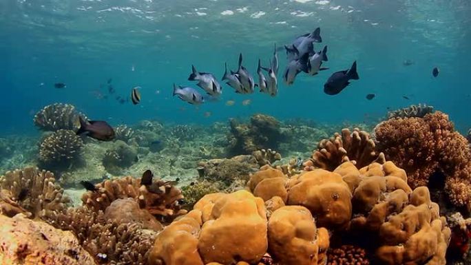 鱼群海底珊瑚石物种多样性