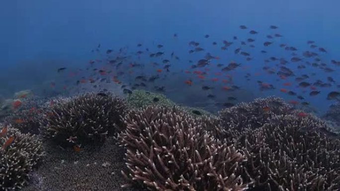 许多七弦琴尾Anthias在西巴丹岛 (4K) 的海底游泳