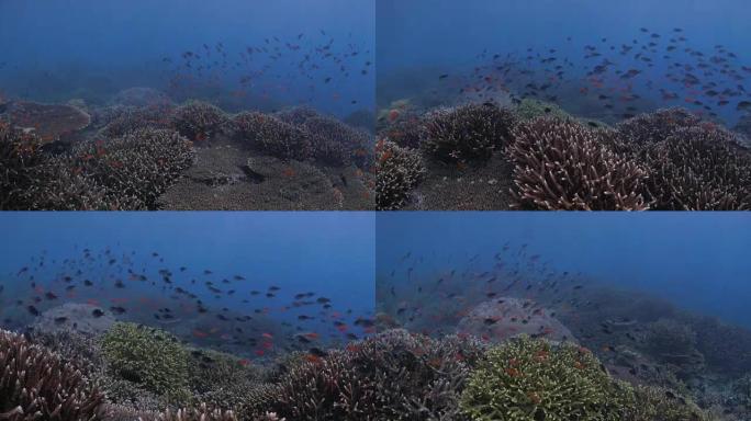 许多七弦琴尾Anthias在西巴丹岛 (4K) 的海底游泳