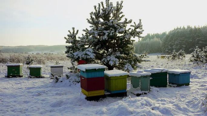 冬天的蜂箱雪中的垃圾桶