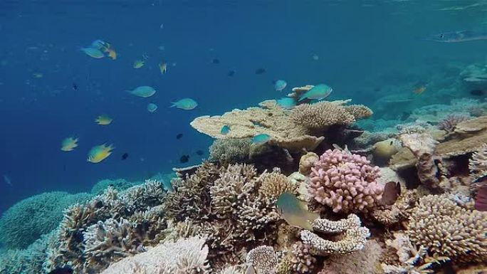珊瑚礁上的美丽珊瑚/马尔代夫/南阿里环礁