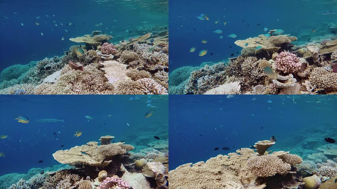 珊瑚礁上的美丽珊瑚/马尔代夫/南阿里环礁