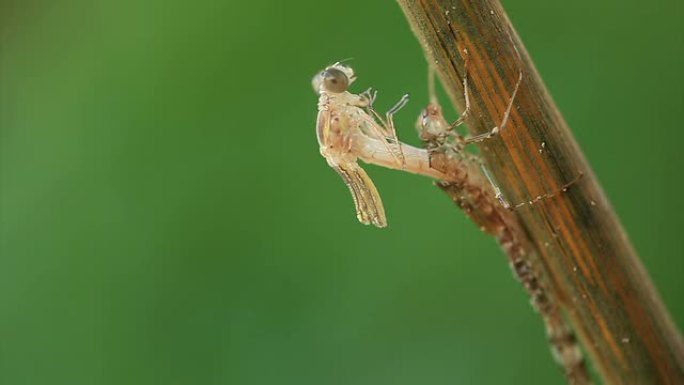 幼虫病例中出现的蜻蜓