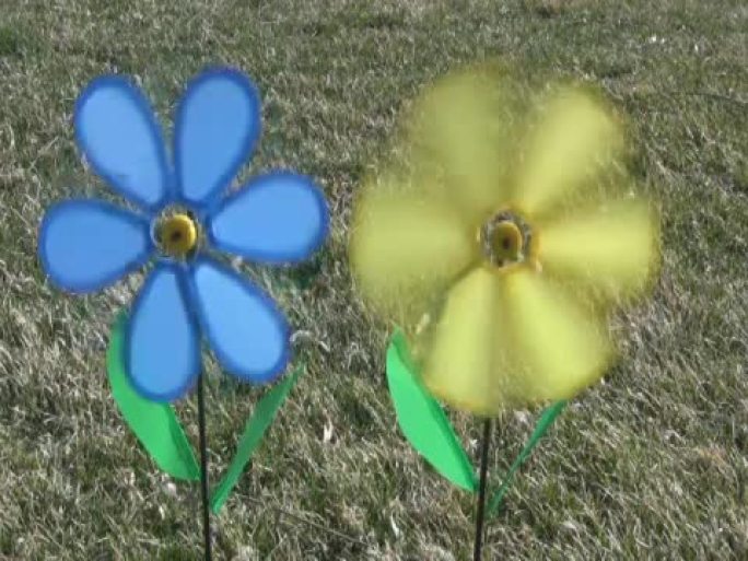 风车花在风中飘动