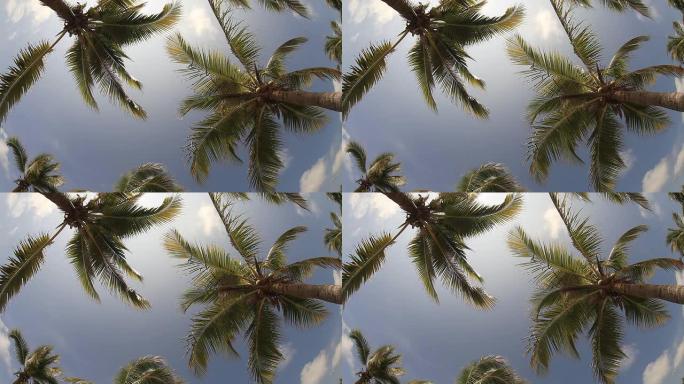 椰子树，鱼眼视野中的蓝天