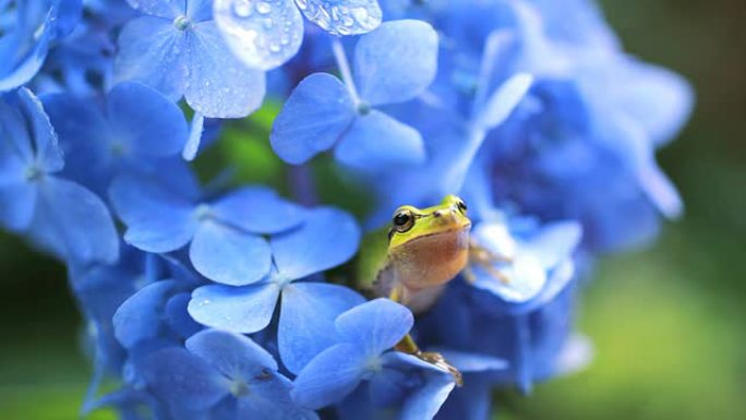 蛙青蛙鲜花
