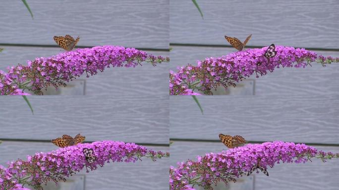高清：花上的蝴蝶（视频）