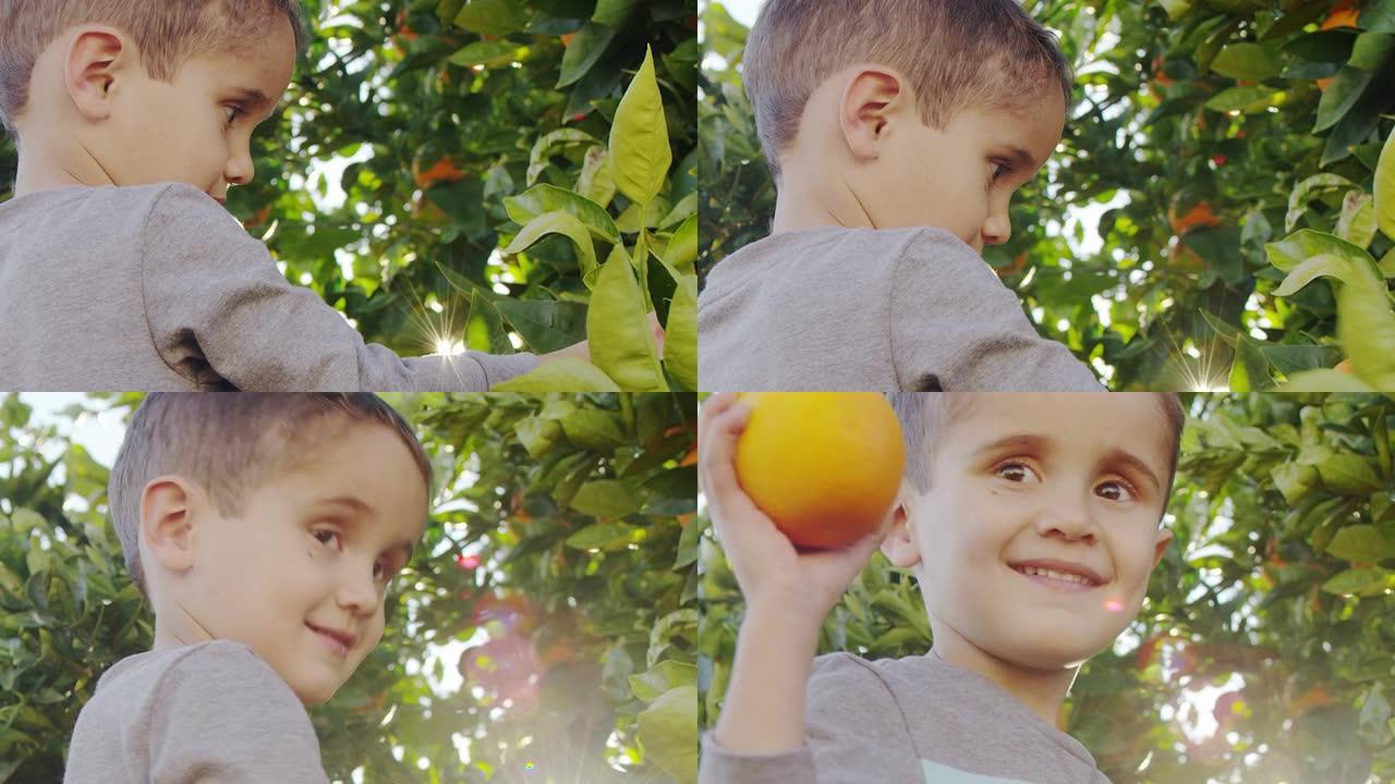 摘橘子的小男孩