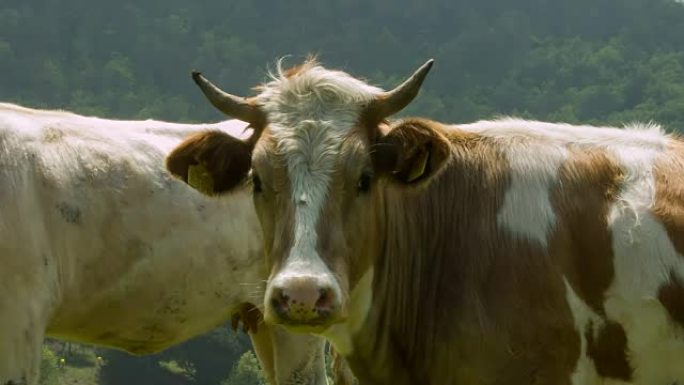 牛看着相机牛看着相机奶牛