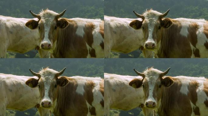 牛看着相机牛看着相机奶牛