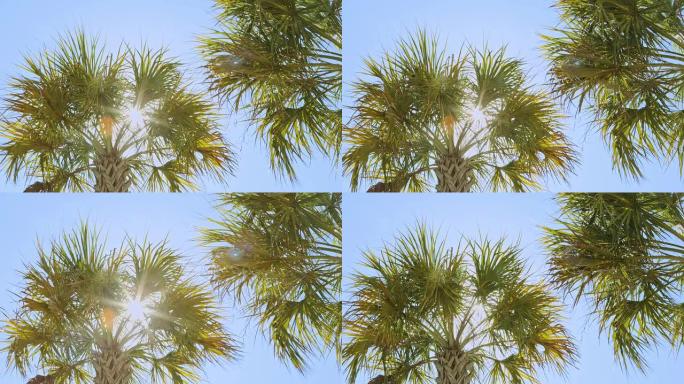 太阳棕榈树在风中轻轻摆动