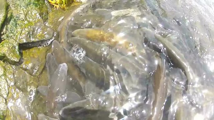 珍珠鱼珍珠鱼