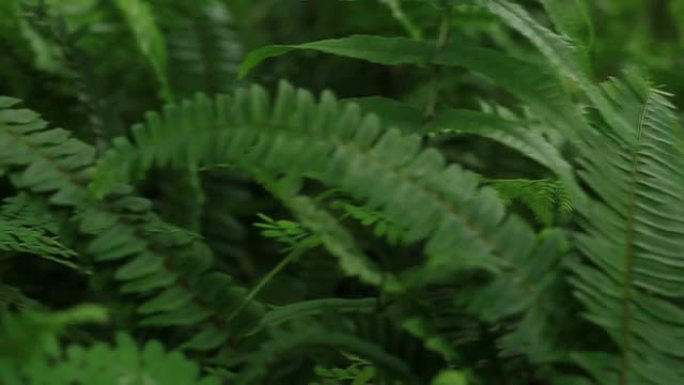 蕨类植物: 雨林雨林