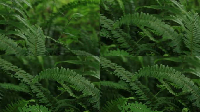 蕨类植物: 雨林雨林