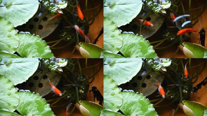 高清: 池塘里的小鱼