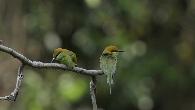 绿色食蜂鸟，栖息在树枝上