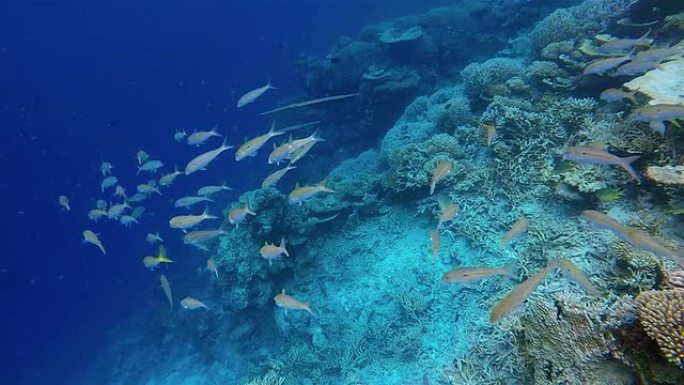 马尔代夫珊瑚礁上的黑鲷。