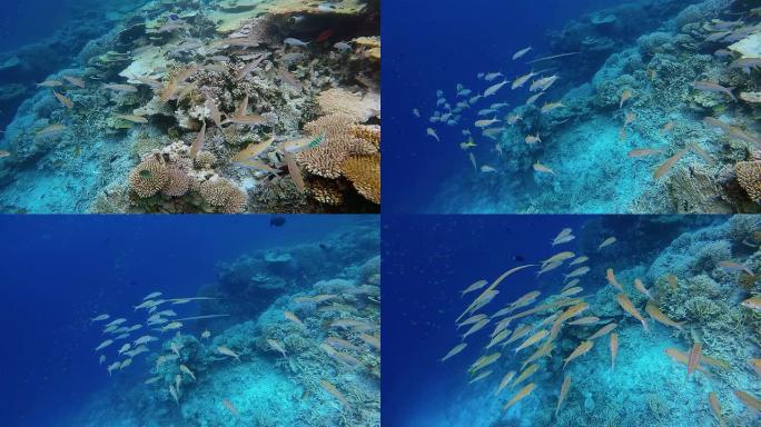 马尔代夫珊瑚礁上的黑鲷。