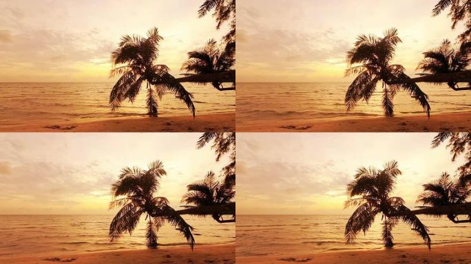 热带海滩; 傍晚时分穿过椰子树的日落