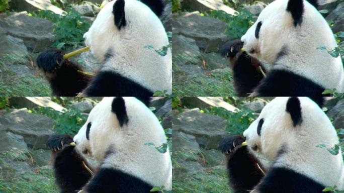 大熊猫嚼国宝动物园