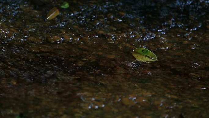 森林中的水滴在溪流中沐浴的鸟