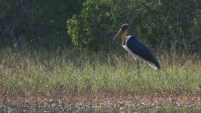 小型副官鹳湿地野生动物官鹳鸟类