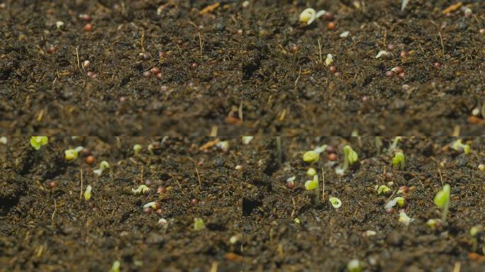 特写：豆芽在土壤中的时间推移