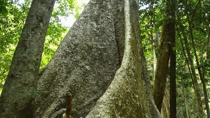 平移：帕劳瀑布中老树的根部到森林顶部