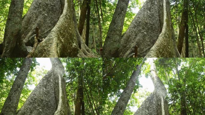 平移：帕劳瀑布中老树的根部到森林顶部