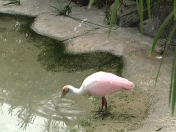 粉红色汤匙图像火烈鸟
