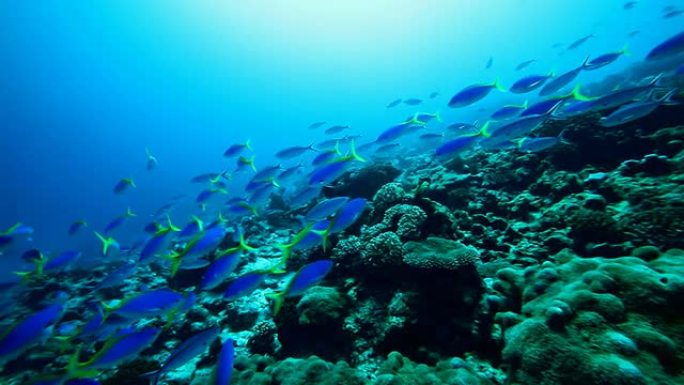 与珊瑚鱼在太平洋进行水肺潜水