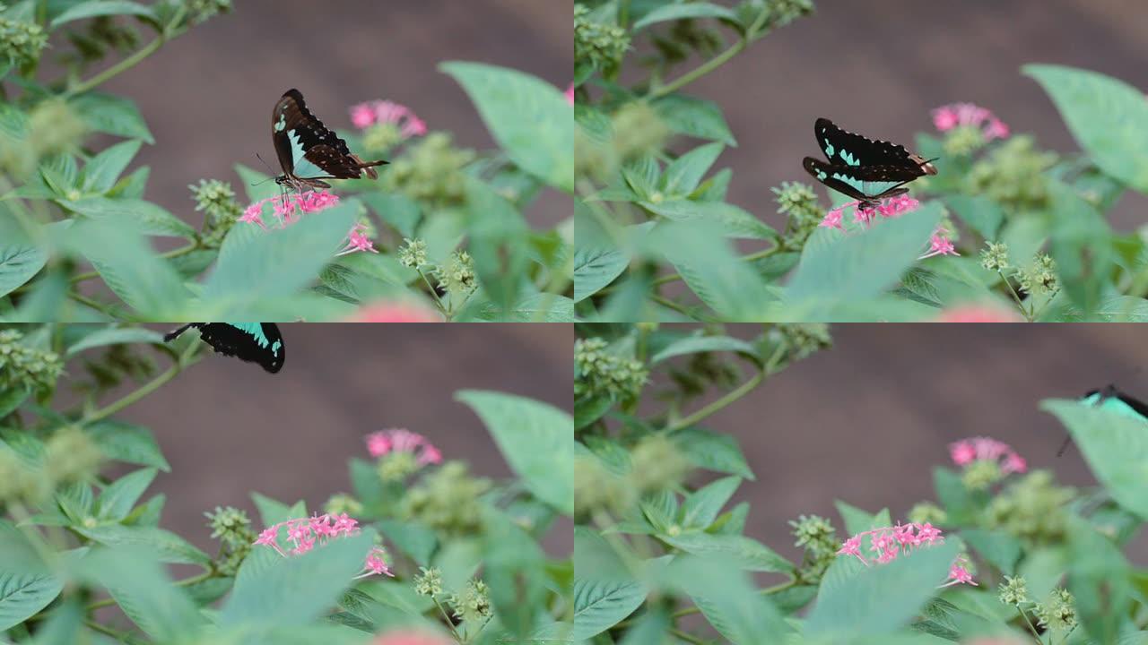 蝴蝶爱上了花
