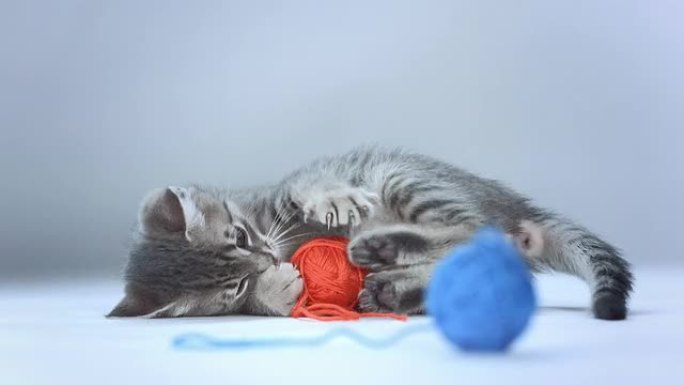 高清: 小猫玩羊毛球